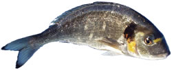 daurade bio